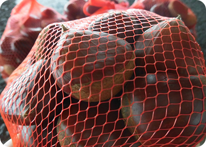 8月12日、売場に今季初めての栗がお目見えしました。