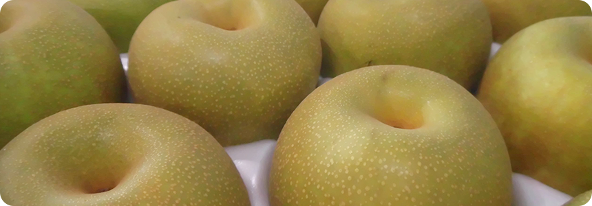 梨の入荷が始まりました。