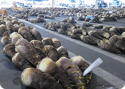 筍の入荷が最盛期を迎えております。