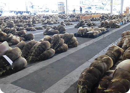 筍の入荷が最盛期を迎えております。