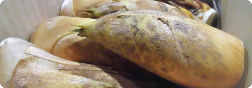 筍の入荷が始まりました。