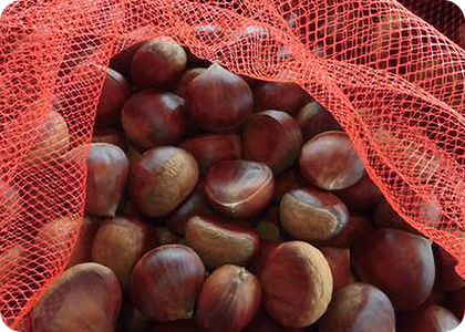 栗の入荷が始まりました。